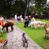 LINE_ALBUM_SC-101 АЛЬПАКА ПАРК_240909_207