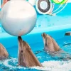 Dolphin-Show-and-Swimming-with-Dolphins-at-Pattaya-Dolphinarium-12
