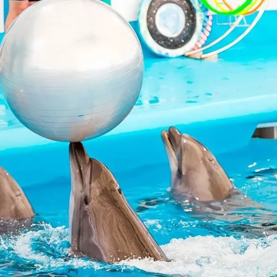 Dolphin-Show-and-Swimming-with-Dolphins-at-Pattaya-Dolphinarium-12