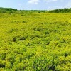 LINE_ALBUM_SC - 170 ЗОЛОТОЙ МАНГРОВЫЙ ЛЕС._240909_13