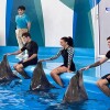 Dolphinarium (1)