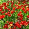 LINE_ALBUM_SC - 170 ЗОЛОТОЙ МАНГРОВЫЙ ЛЕС._240909_64